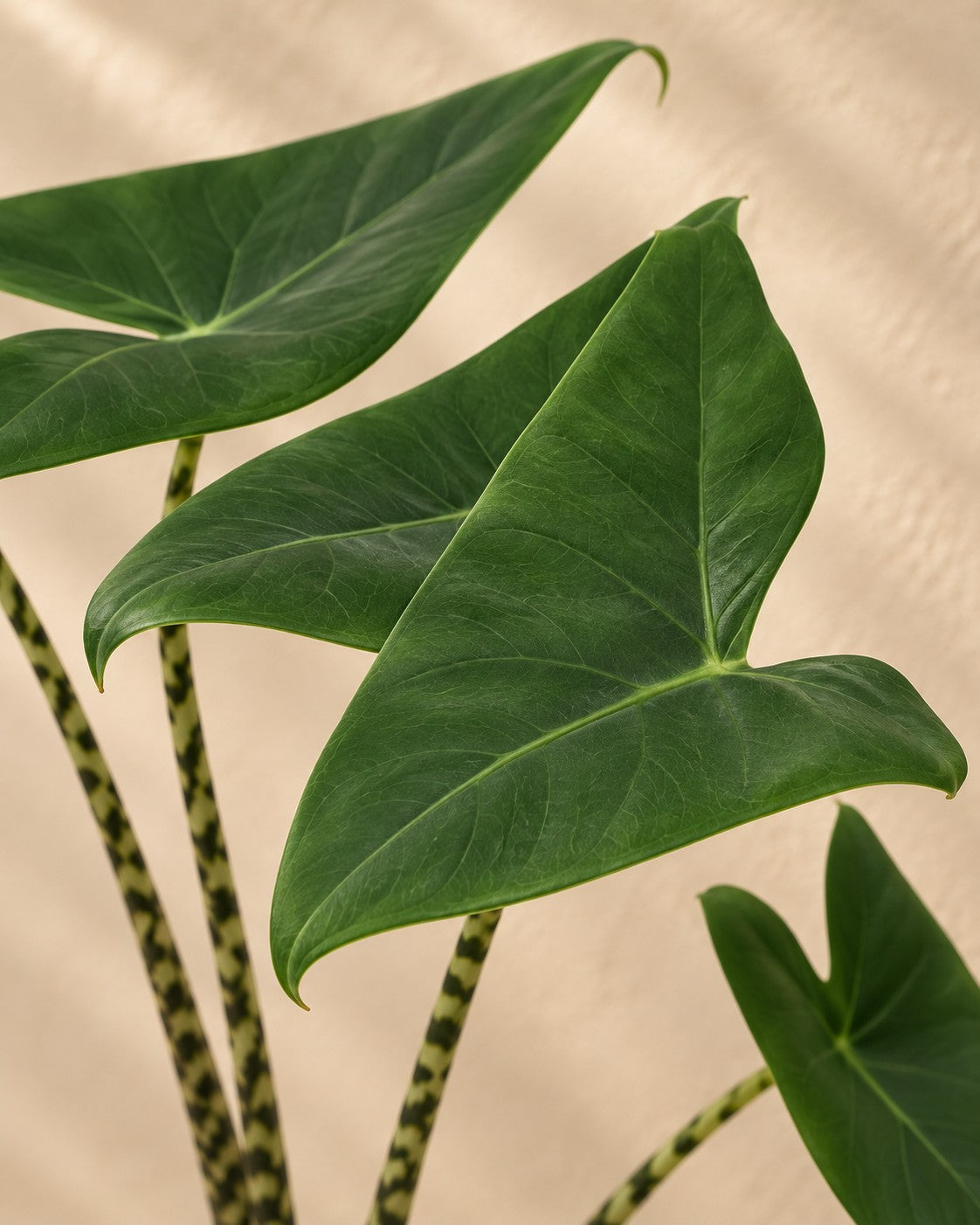 Gros plan sur les feuilles de Alocasia zebrina