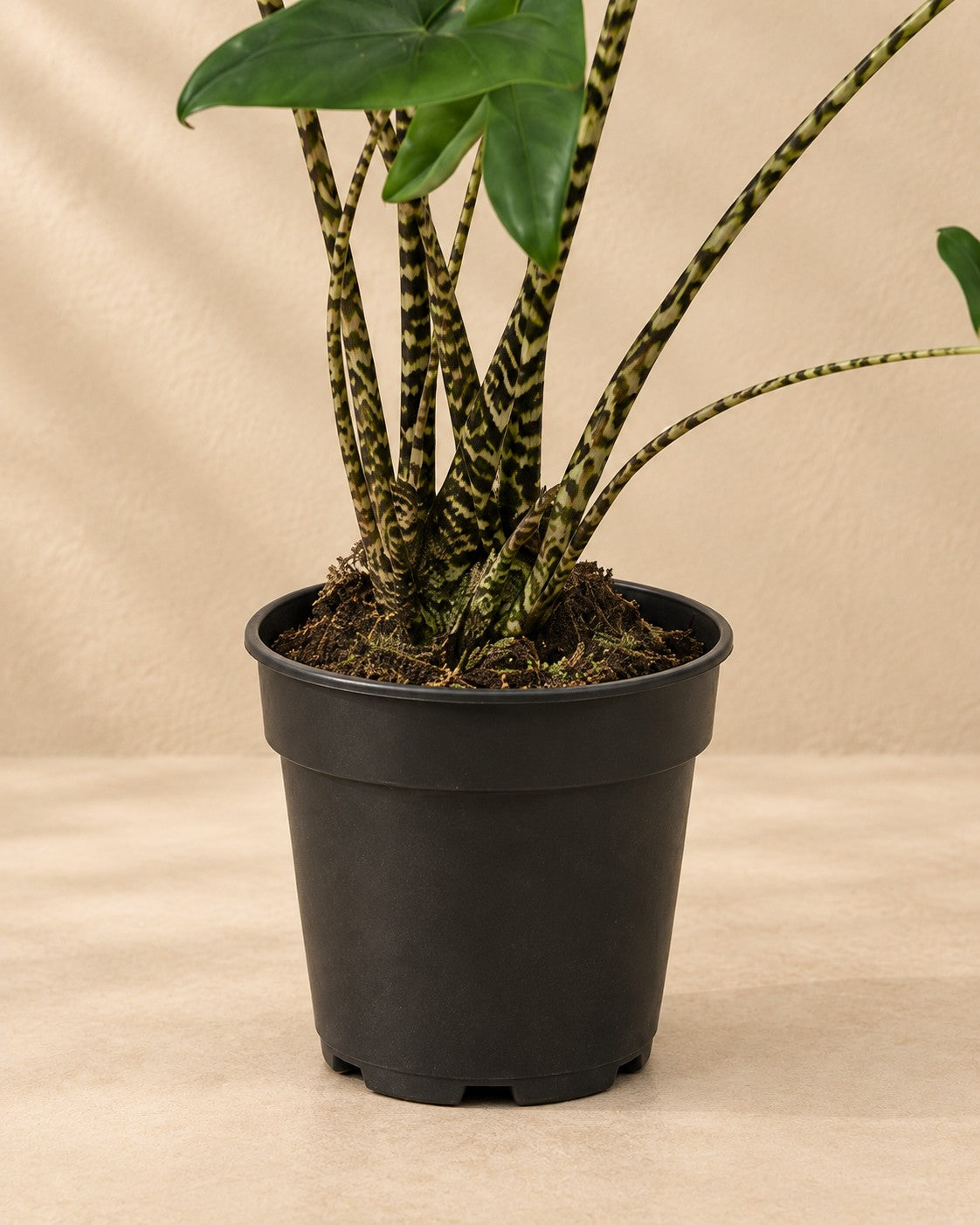 Parte inferior de Alocasia zebrina con su maceta de cultivo