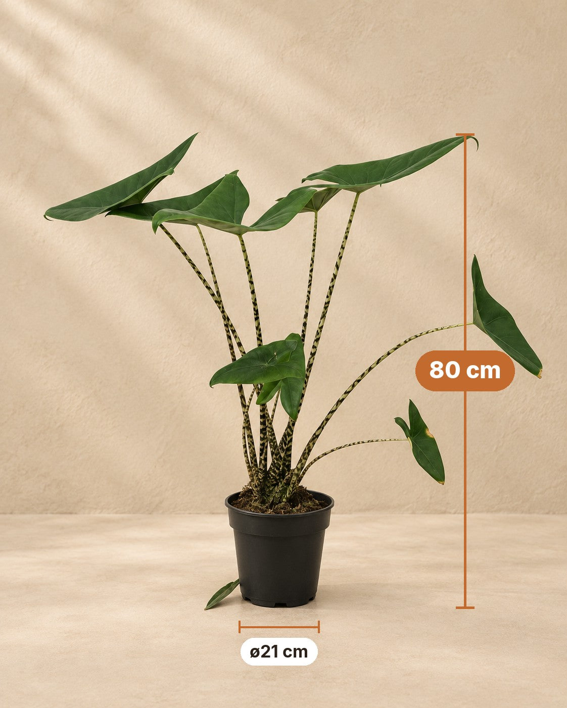 Medidas de Alocasia zebrina: 80 cm de altura, maceta ø21 cm