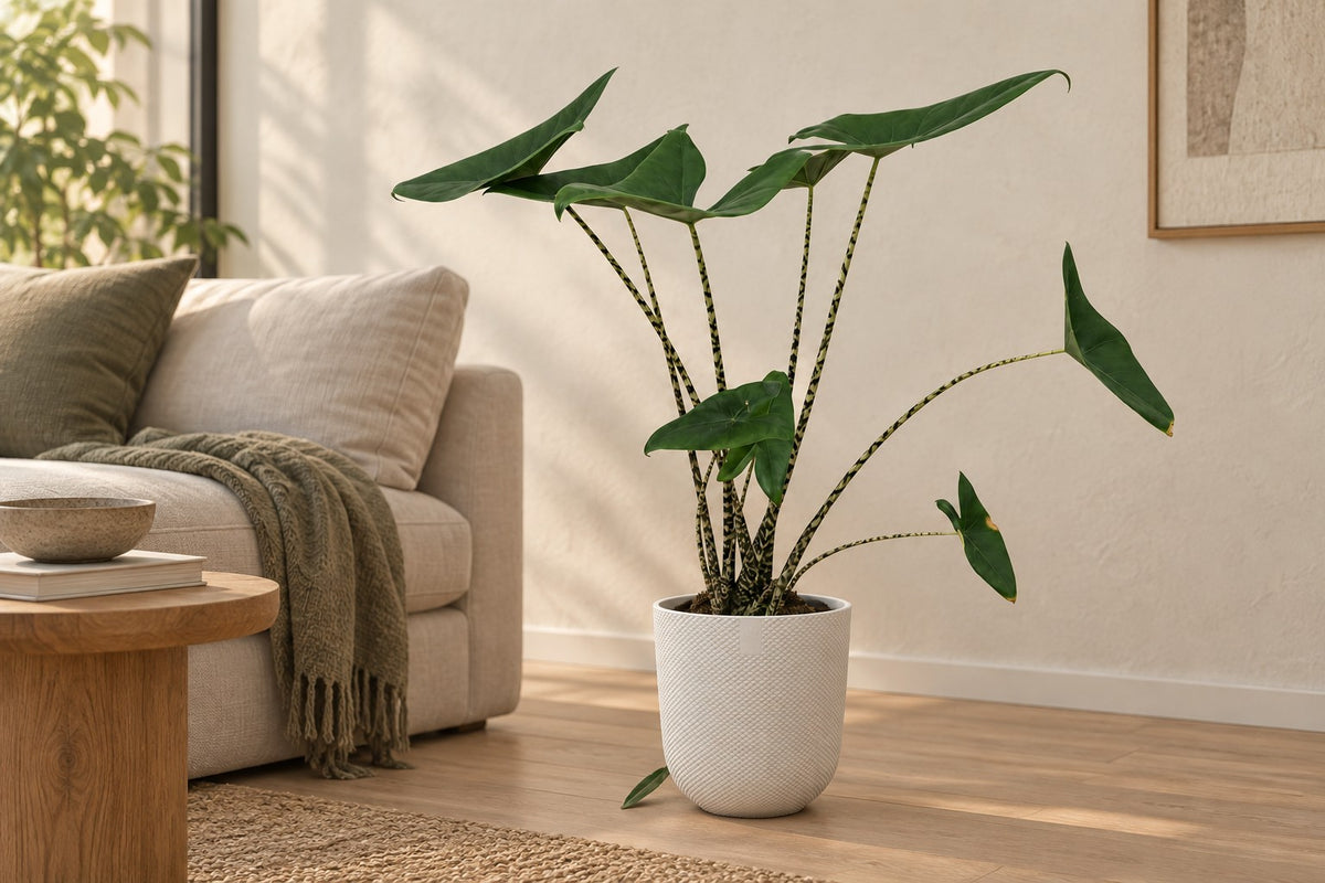 Alocasia zebrina, 80 cm, i potteskjuler Elho Jazz Round wit i en lys stue
