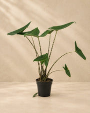 Alocasia zebrina, 80 cm de altura en maceta de cultivo de 21 cm