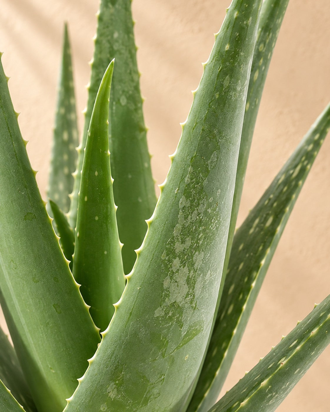 Nærbillede af bladene på Aloe Vera