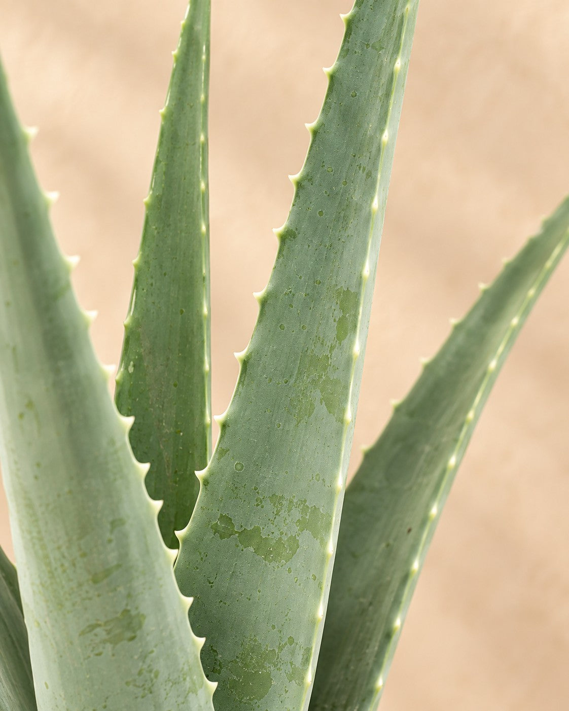 Primo piano delle foglie di Aloe vera