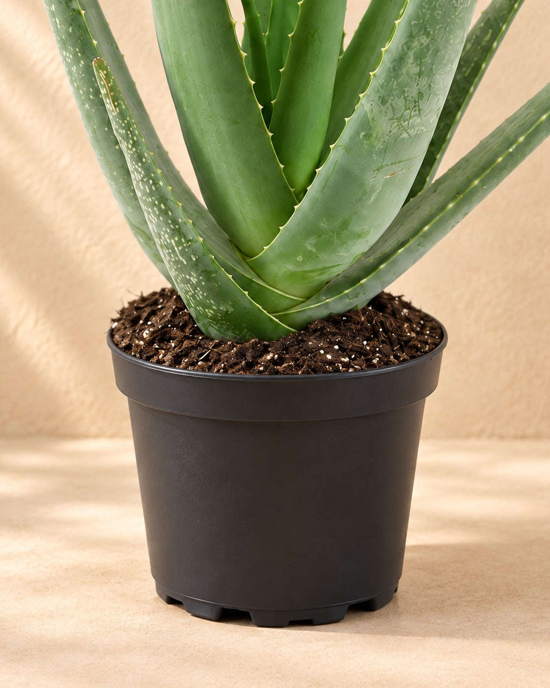 Nederste del af Aloe Vera med dyrkningspotten