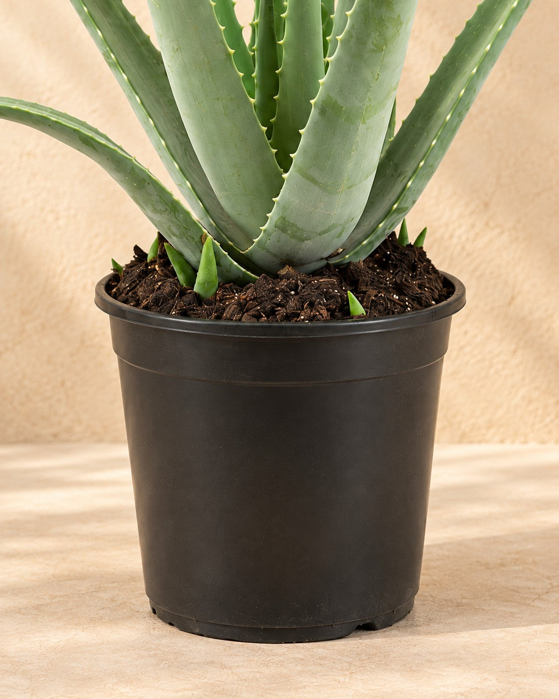 Parte bassa di Aloe vera con il vaso di coltivazione