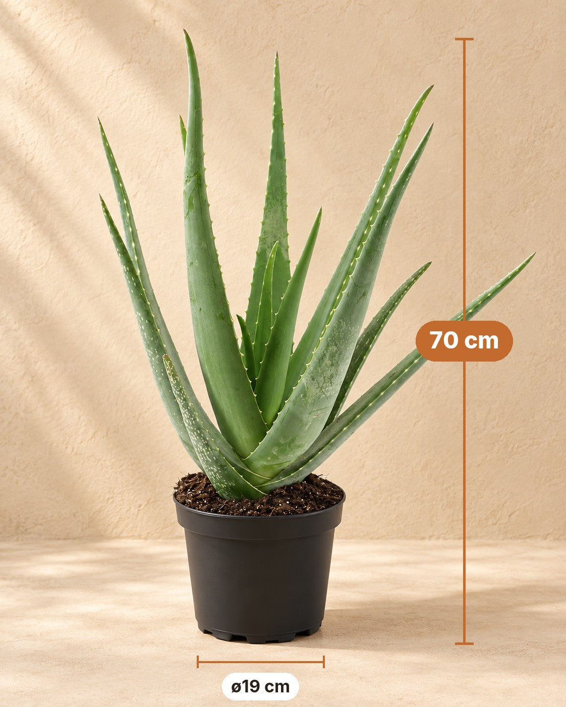 Mål Aloe Vera: 70 cm høj, potte ø19 cm