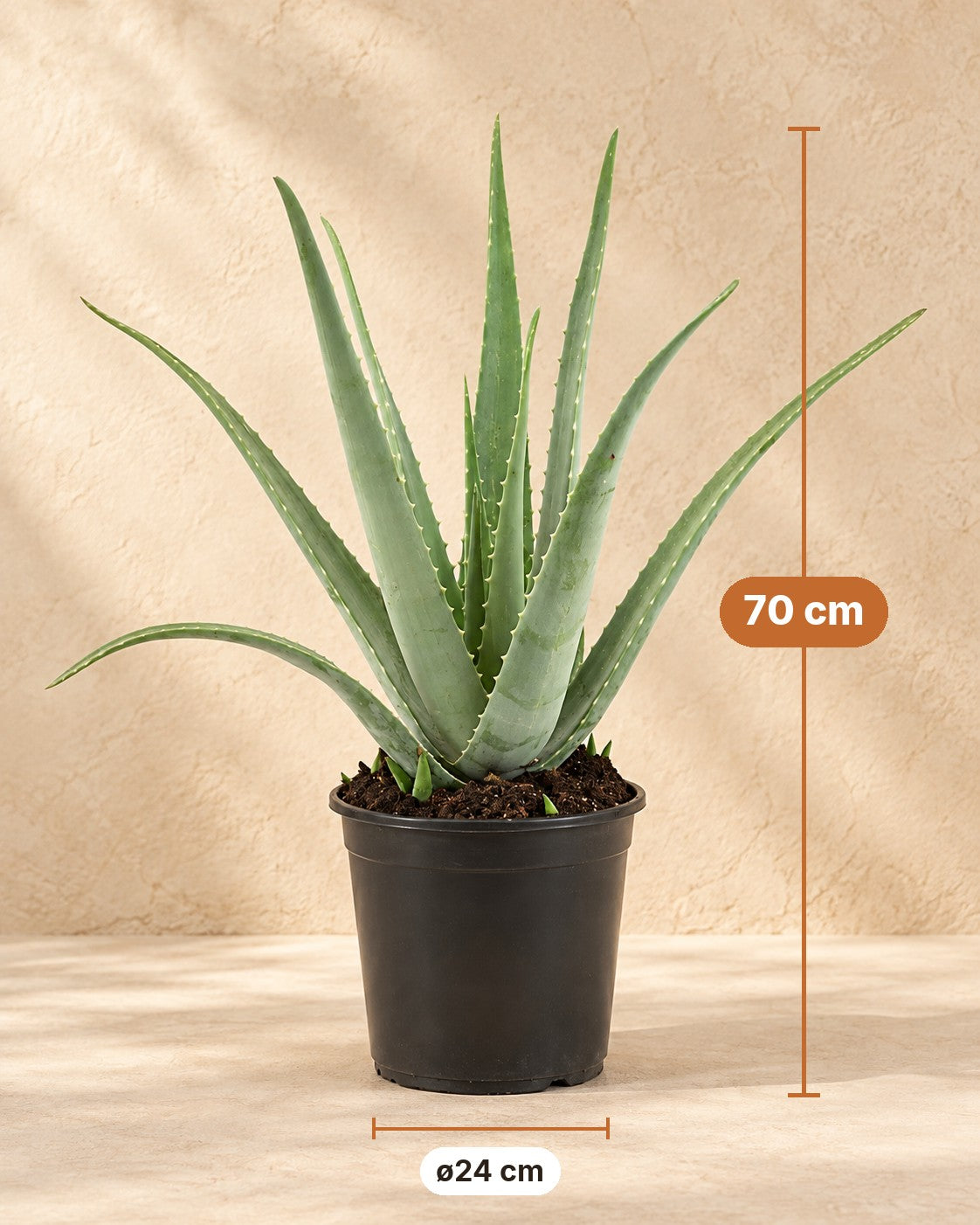 Dimensioni Aloe vera: altezza 70 cm, vaso ø24 cm