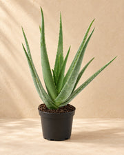 Aloe Vera, 70 cm høj i en 19 cm dyrkningspotte