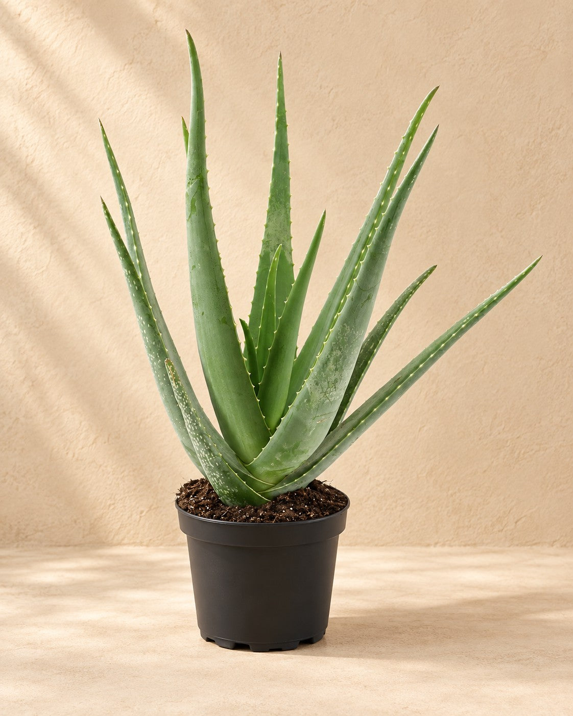 Aloe Vera, 70 cm høj i en 19 cm dyrkningspotte