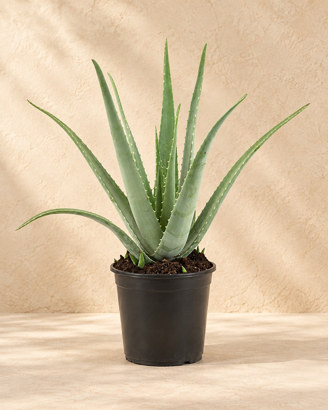 Aloe vera, alta 70 cm in vaso di coltivazione da 24 cm