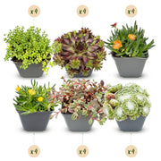 Alpine mix , pot ø7 cm