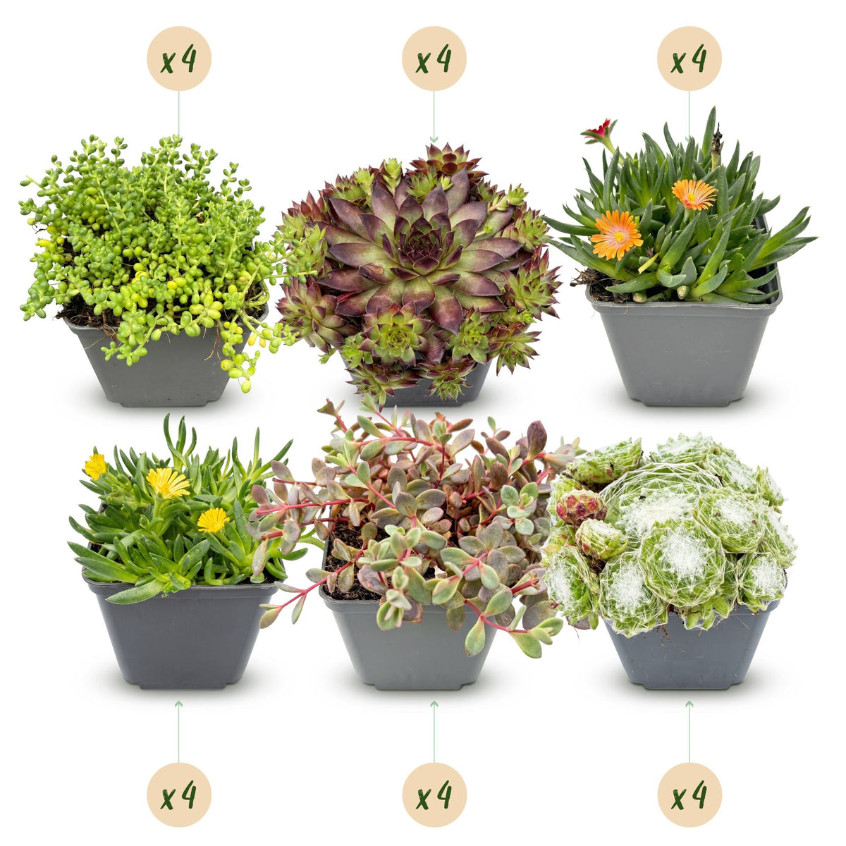 Alpine mix , pot ø7 cm