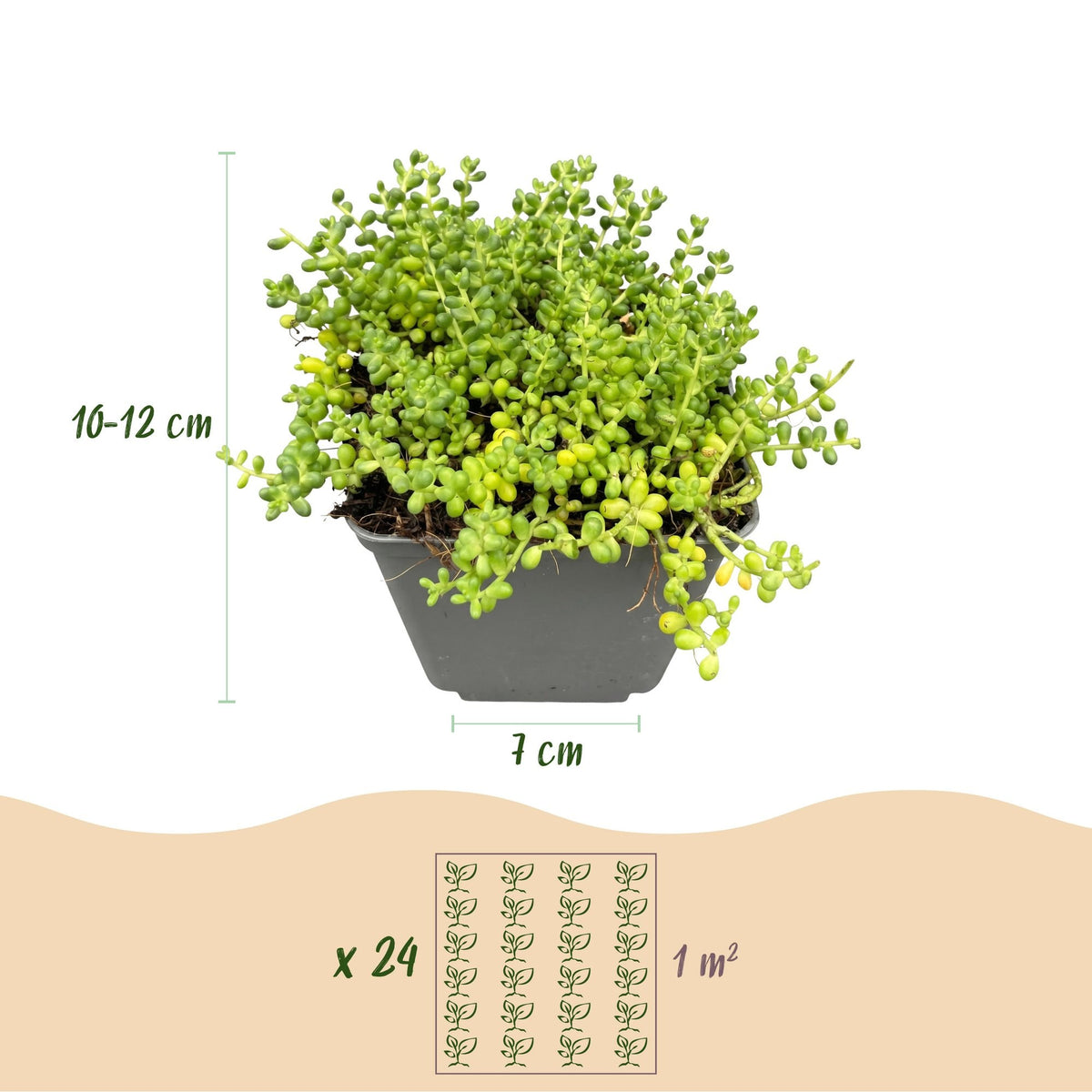 Alpine mix (24 vaste planten), pot ø7 cm