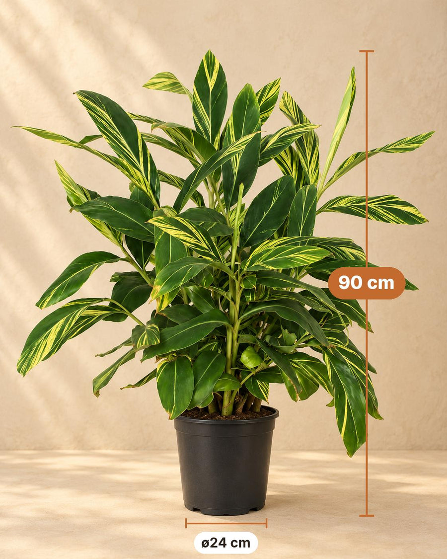 Broget skalginger (Alpinia zerumbet 'Variegata') 90 cm høj, potte ø24 cm