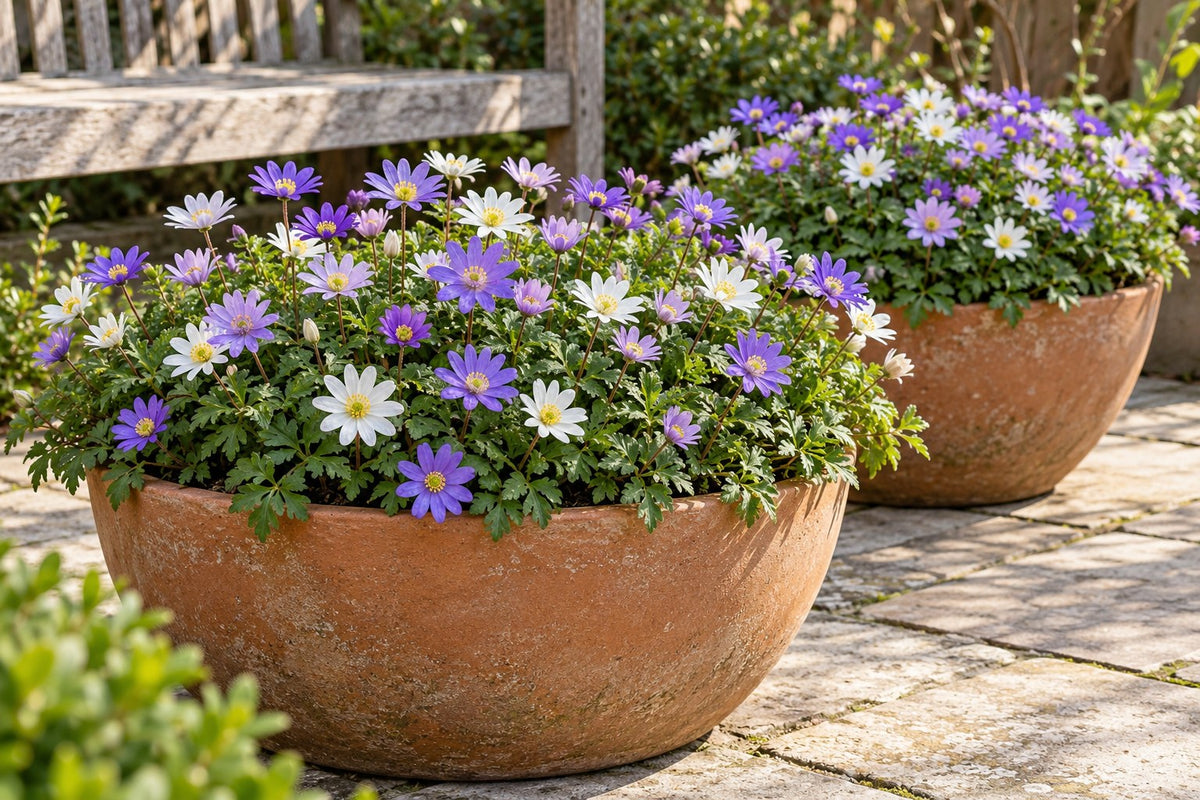 Anemoneknolde Blanda mix i blomst i potter på en terrasse