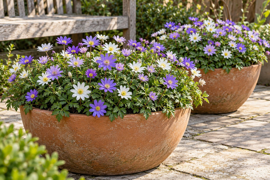Anemoneknolde Blanda mix (Anemone blanda)