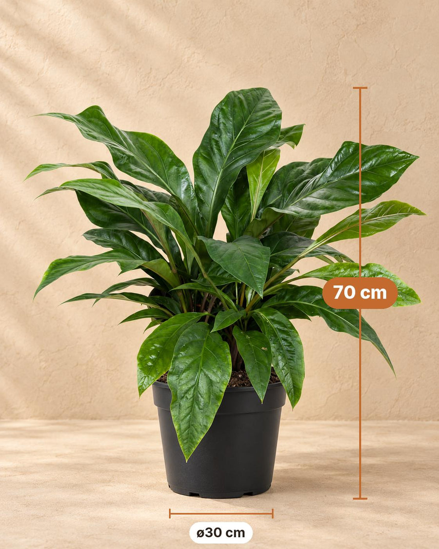 Flamingoblomst (Anthurium 'Jungle Bush') 70 cm høj, potte ø30 cm