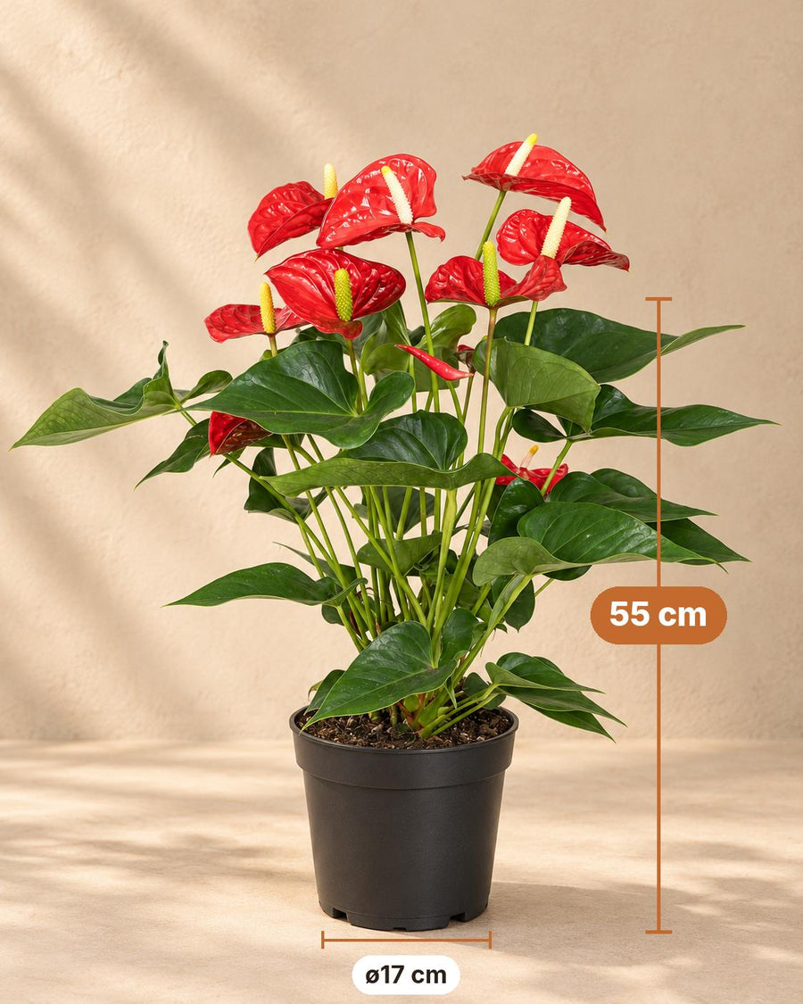 Anthurium rosso (Anthurium) 55 cm di altezza, vaso ø17 cm