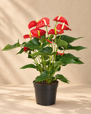 Anthurium rosso 55 cm di altezza, vaso ø17 cm