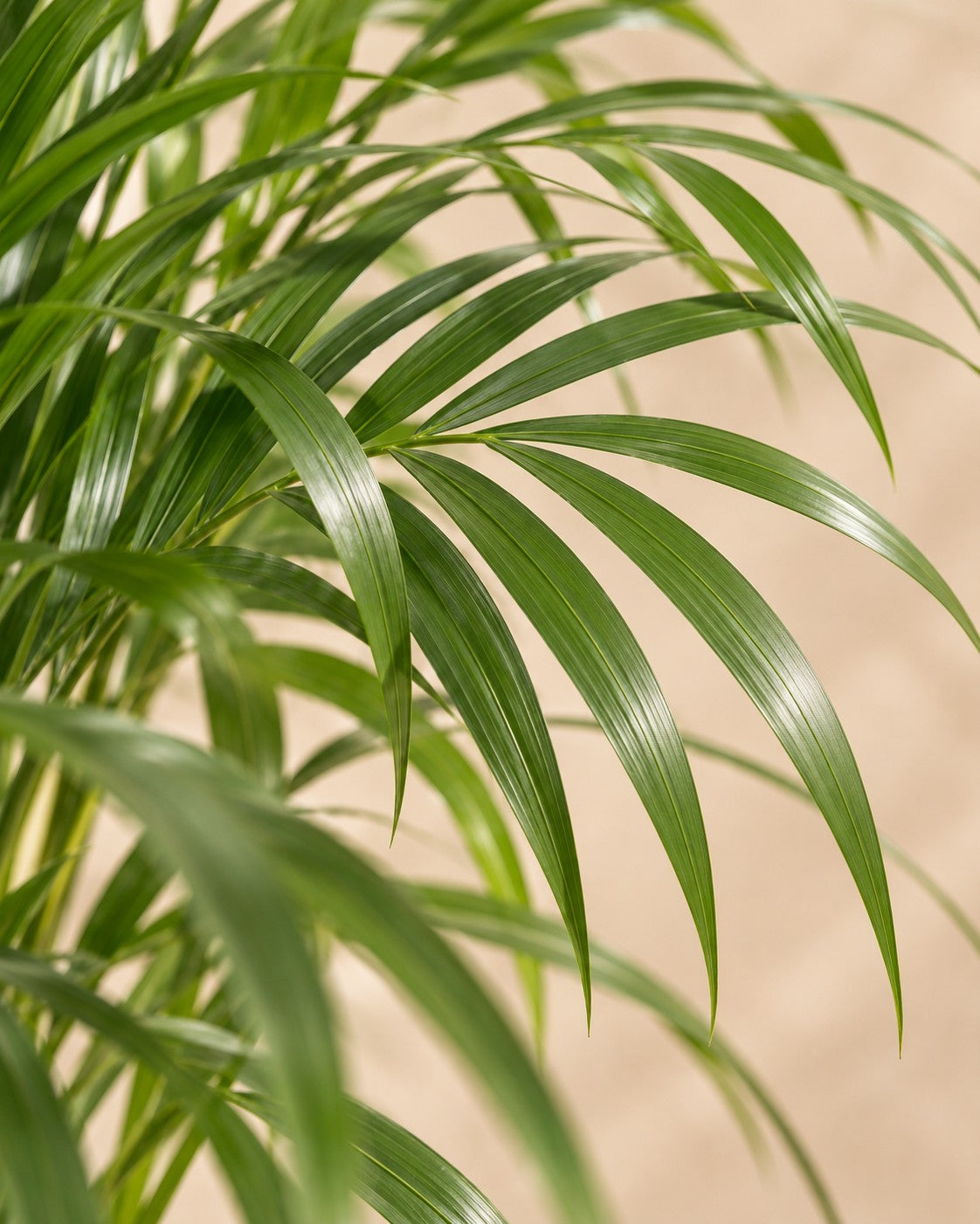 Close-up van het blad van de Areca palm (Dypsis lutescens)