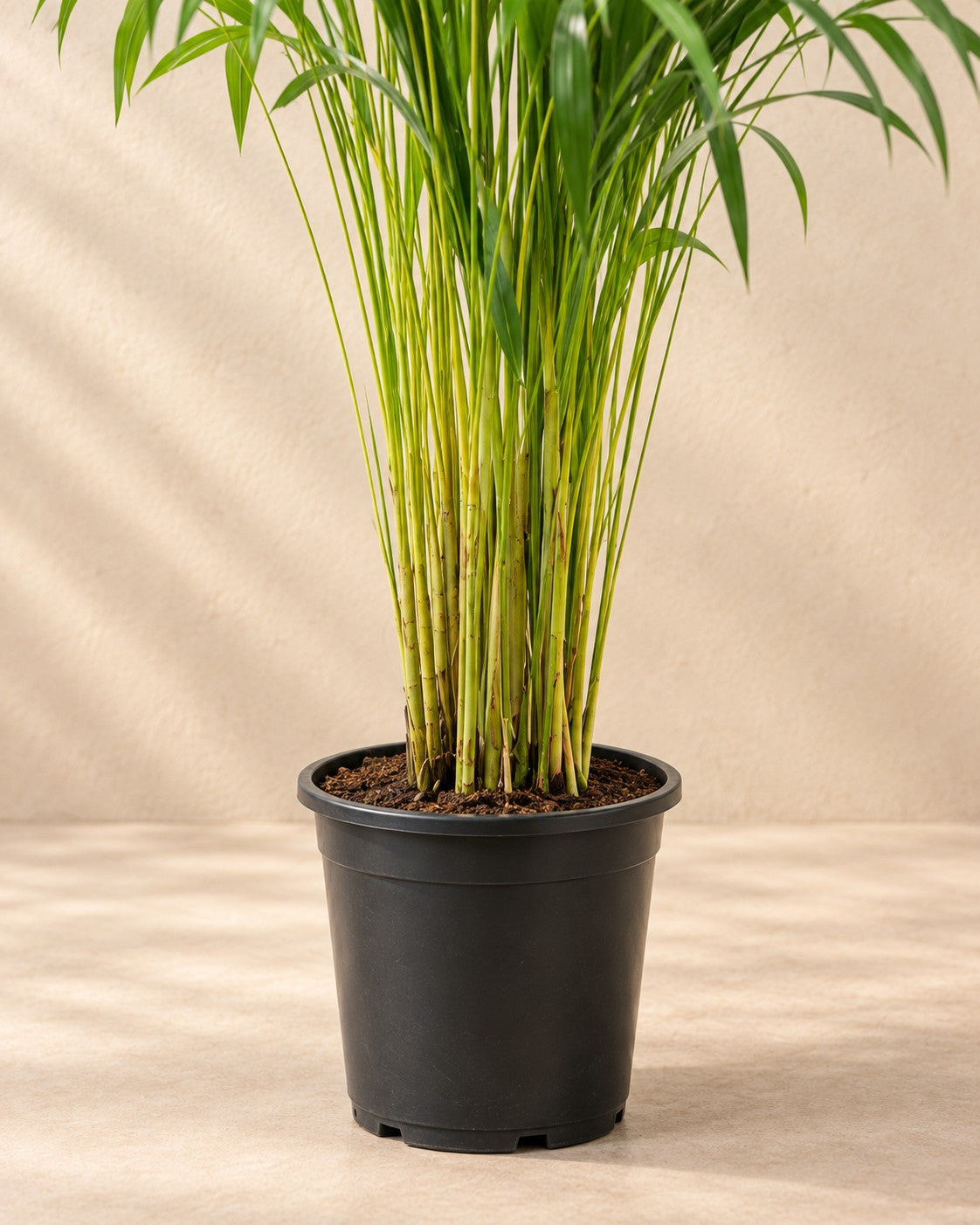 Parte bassa di Palma Areca (Dypsis lutescens) con il vaso di coltivazione