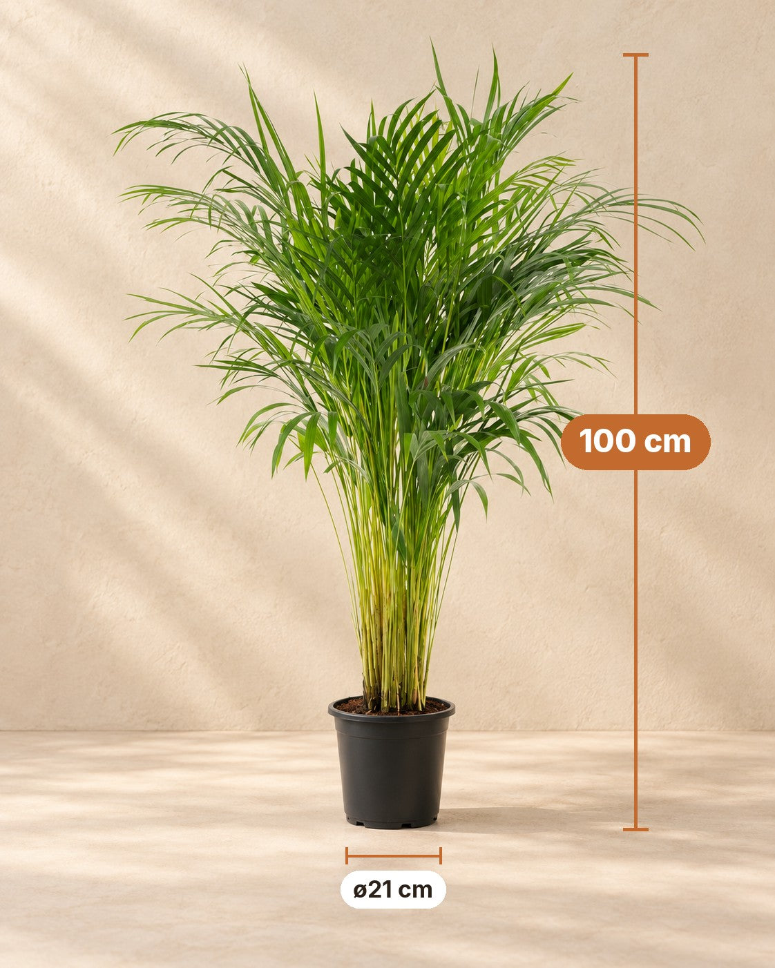 Dimensioni Palma Areca: altezza 100 cm, vaso ø21 cm