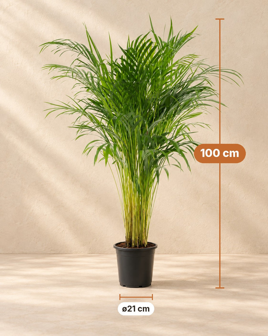Palma Areca (Dypsis lutescens, areca bambù) 100 cm di altezza, vaso ø21 cm