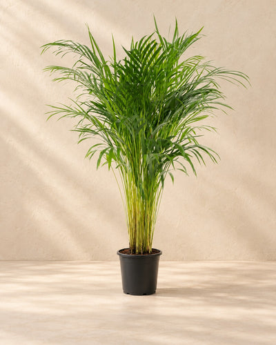 Palma Areca (Dypsis lutescens), alta 100 cm in vaso di coltivazione da 21 cm