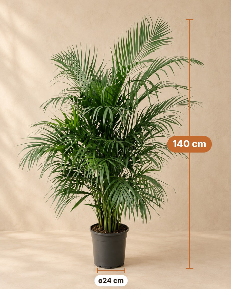 Palmera areca (Dypsis lutescens) 140 cm de altura, maceta ø24 cm