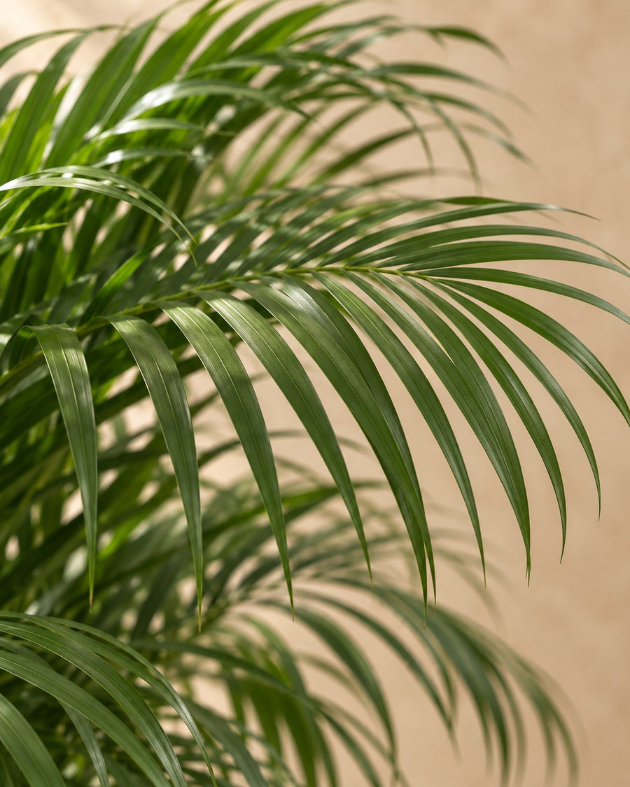 Palmier Areca (Dypsis lutescens, palmier doré) 230 cm de haut, pot ø40 cm