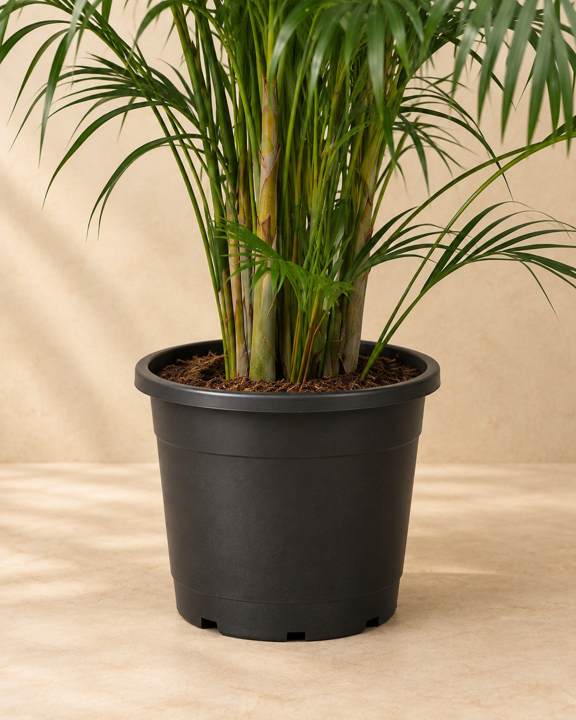 Partie basse de Palmier Areca (Dypsis lutescens) avec son pot de culture