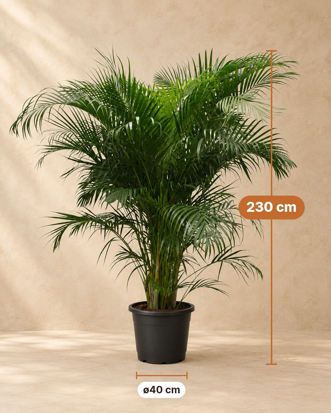 Dimensions Palmier Areca : 230 cm de haut, pot ø40 cm