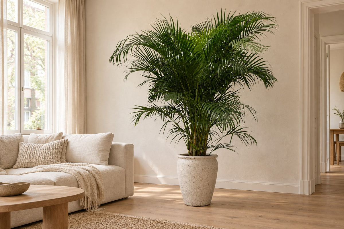 Palmier Areca, 230 cm, dans cache-pot Artemis dans un salon lumineux