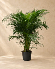 Palmier Areca (Dypsis lutescens), 230 cm de haut en pot de culture de 40 cm