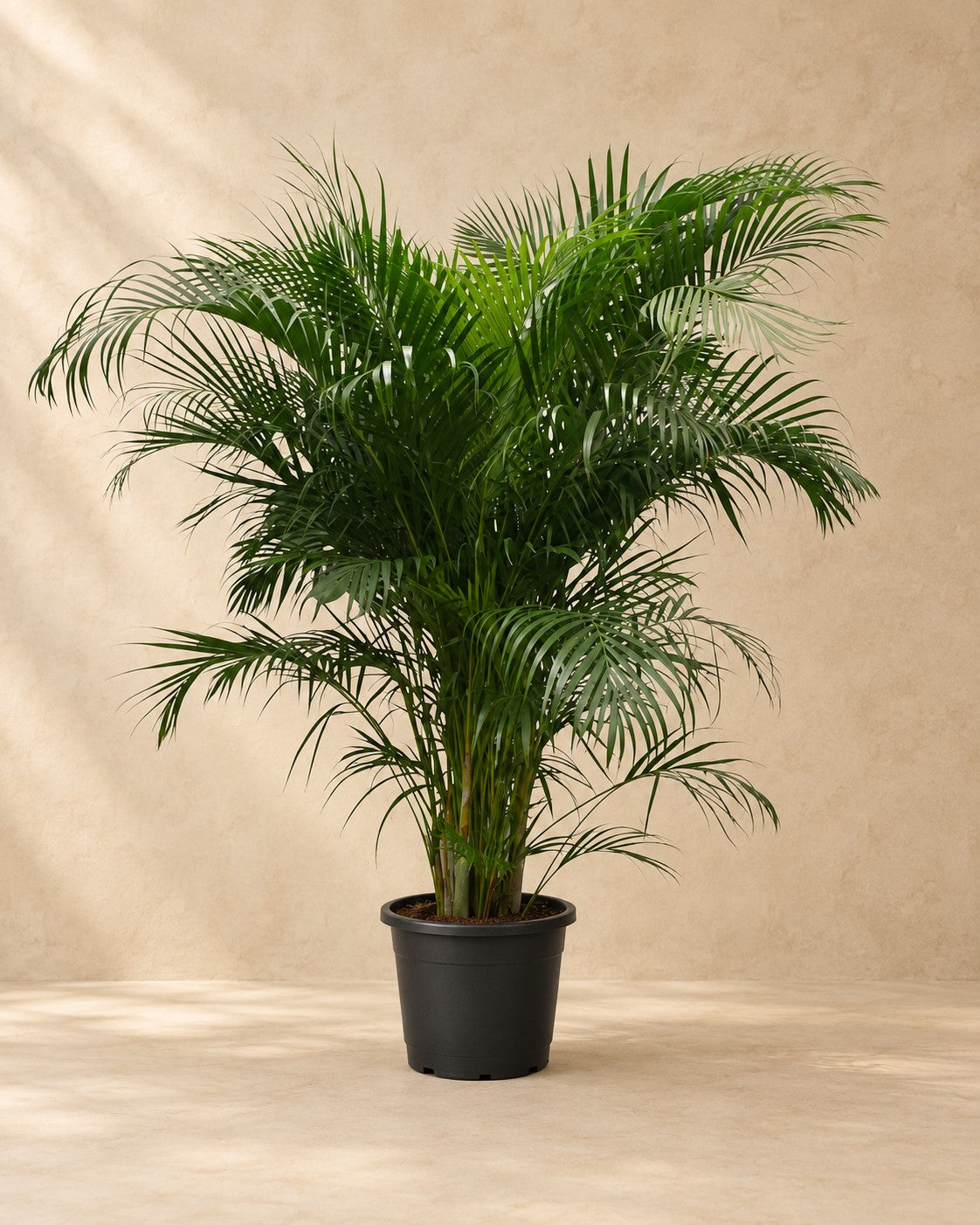 Palmier Areca (Dypsis lutescens), 230 cm de haut en pot de culture de 40 cm