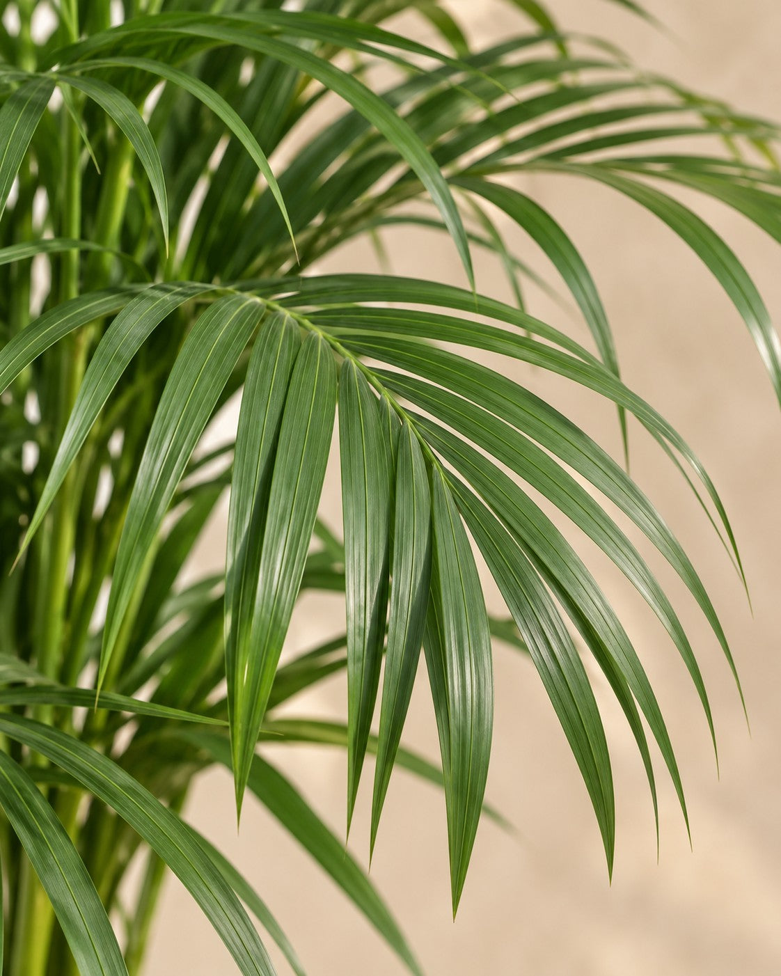 Close-up van het blad van de Areca palm (Dypsis lutescens)