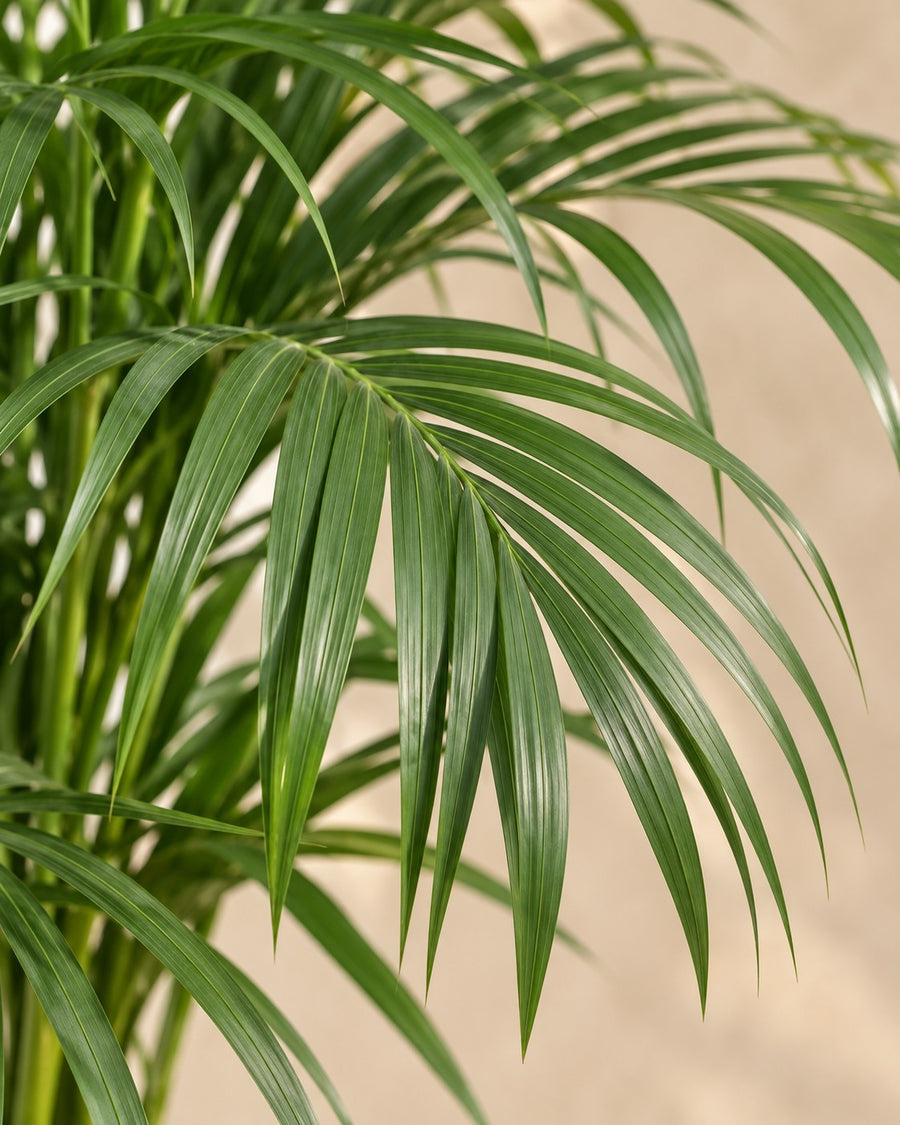 Palmera areca (Dypsis lutescens) 140 cm de altura, maceta ø24 cm