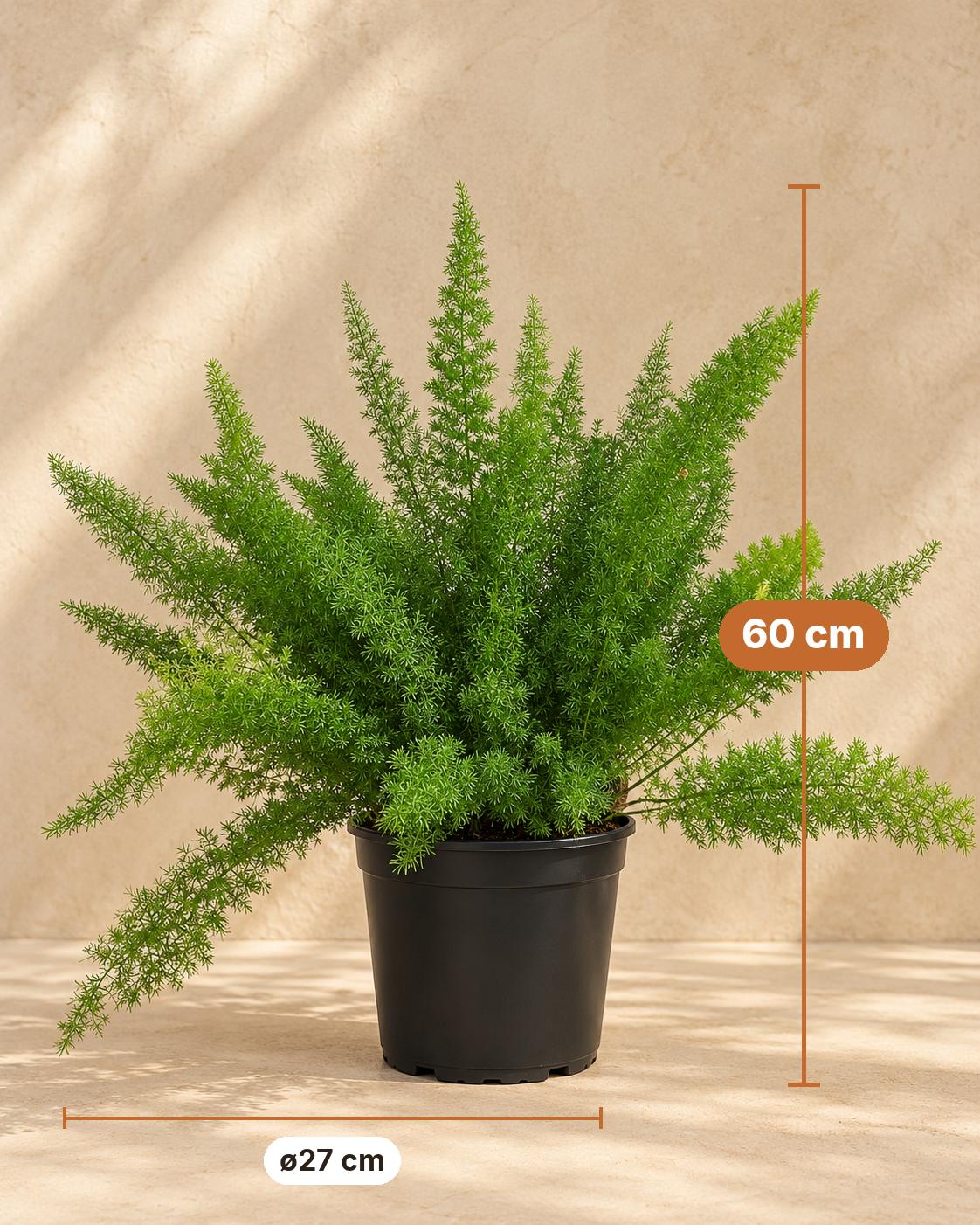 Asparago coda di volpe 60 cm di altezza, vaso ø27 cm