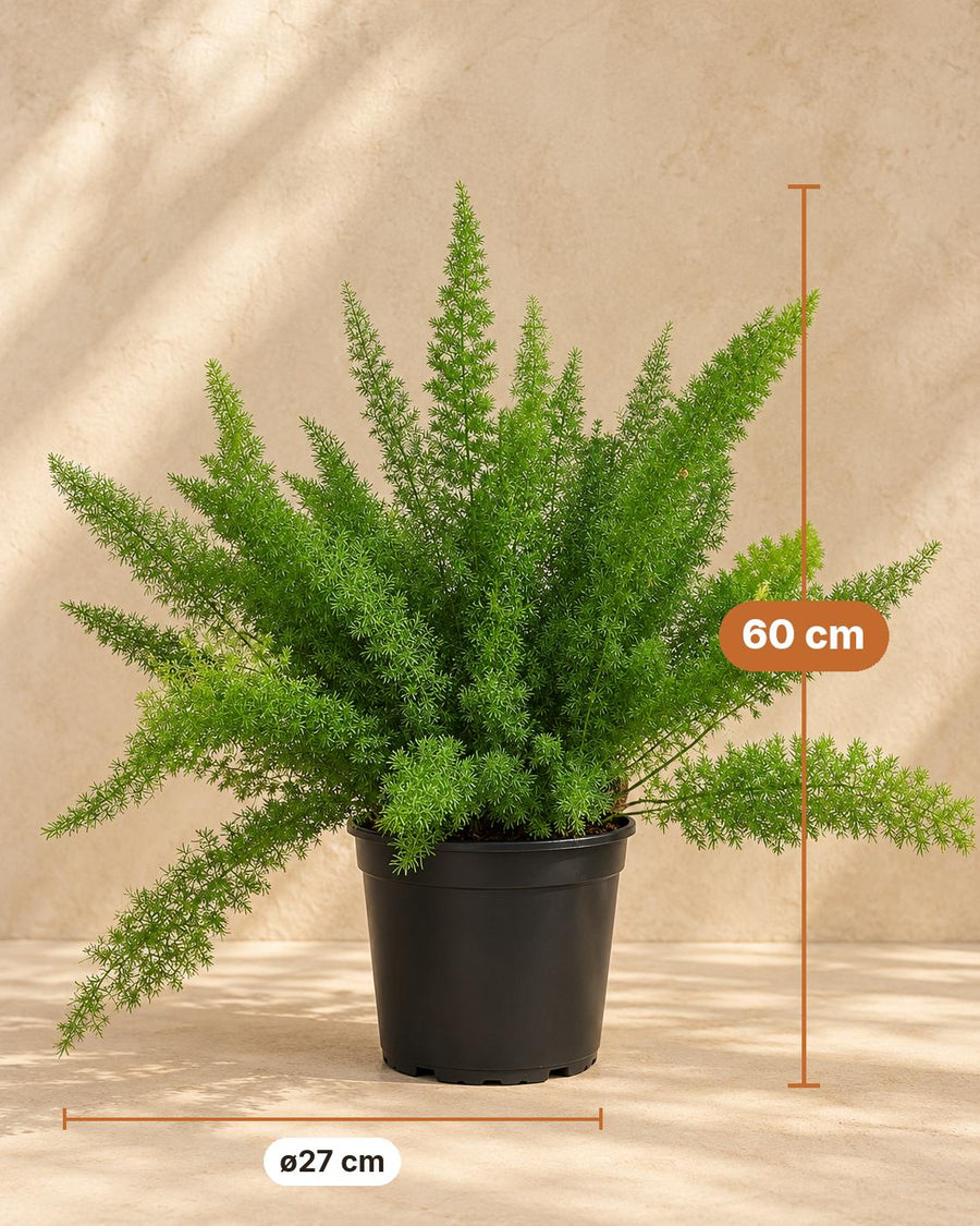 Asparago coda di volpe (Asparagus densiflorus 'Meyersii') 60 cm di altezza, vaso ø27 cm