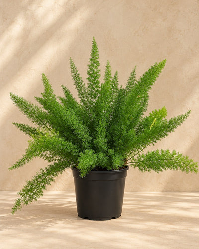 Asparago coda di volpe 60 cm di altezza, vaso ø27 cm