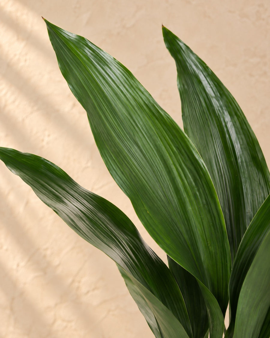 Aspidistra elatior (slagersplant) 70 cm hoog, pot ø17 cm