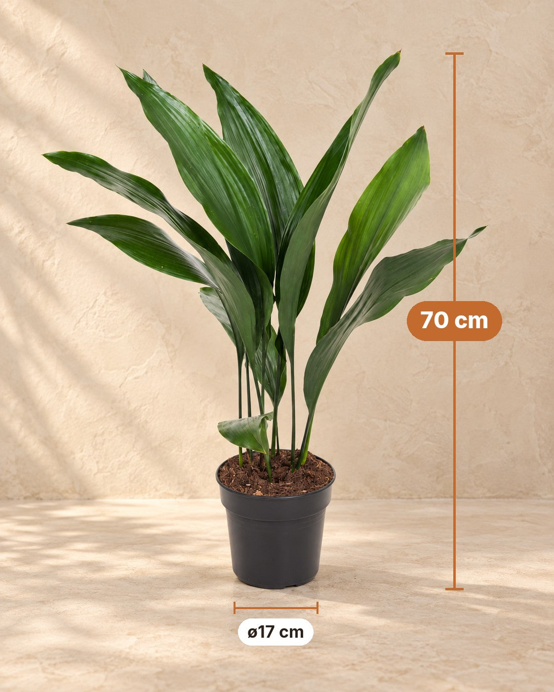Afmetingen Aspidistra elatior: 70 cm hoog, pot ø17 cm