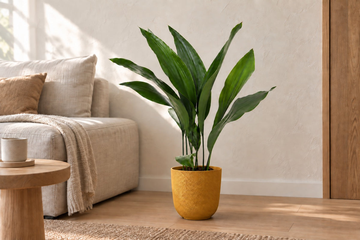 Aspidistra elatior van 70 cm in sierpot Elho Jazz Round amber yellow in een lichte woonkamer