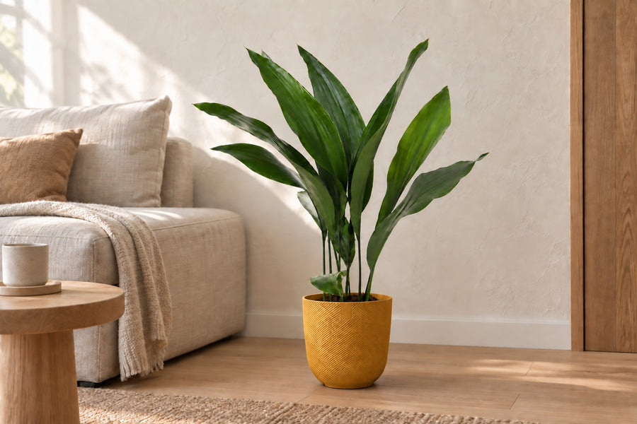 Aspidistra elatior (slagersplant) 70 cm hoog, pot ø17 cm