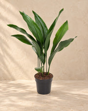 Aspidistra elatior van 70 cm hoog in kweekpot van 17 cm