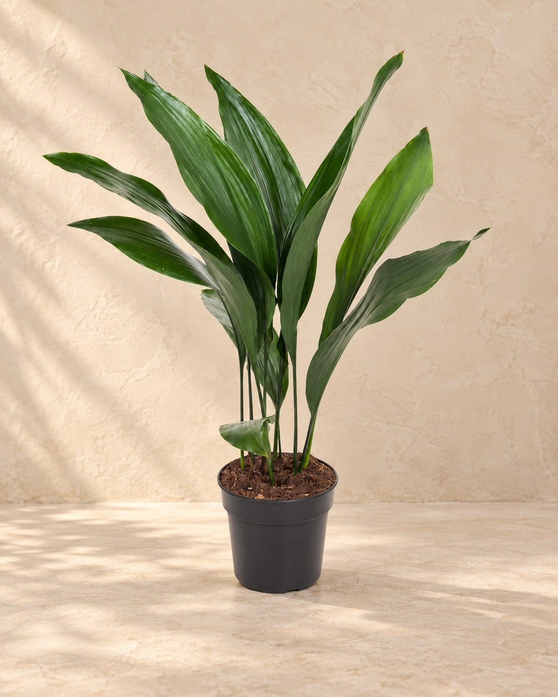 Aspidistra elatior van 70 cm hoog in kweekpot van 17 cm