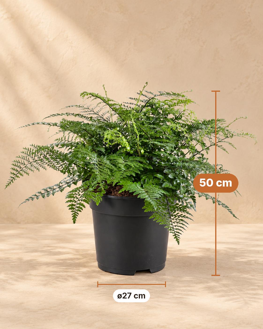 Vogelnestvaren (Asplenium 'Parvati'), 50 cm hoog, pot ø27 cm