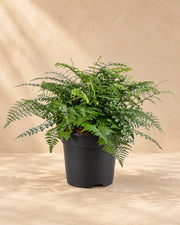 Vogelnestvaren (Asplenium 'Parvati')
