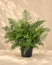 Vogelnestvaren (Asplenium 'Parvati')