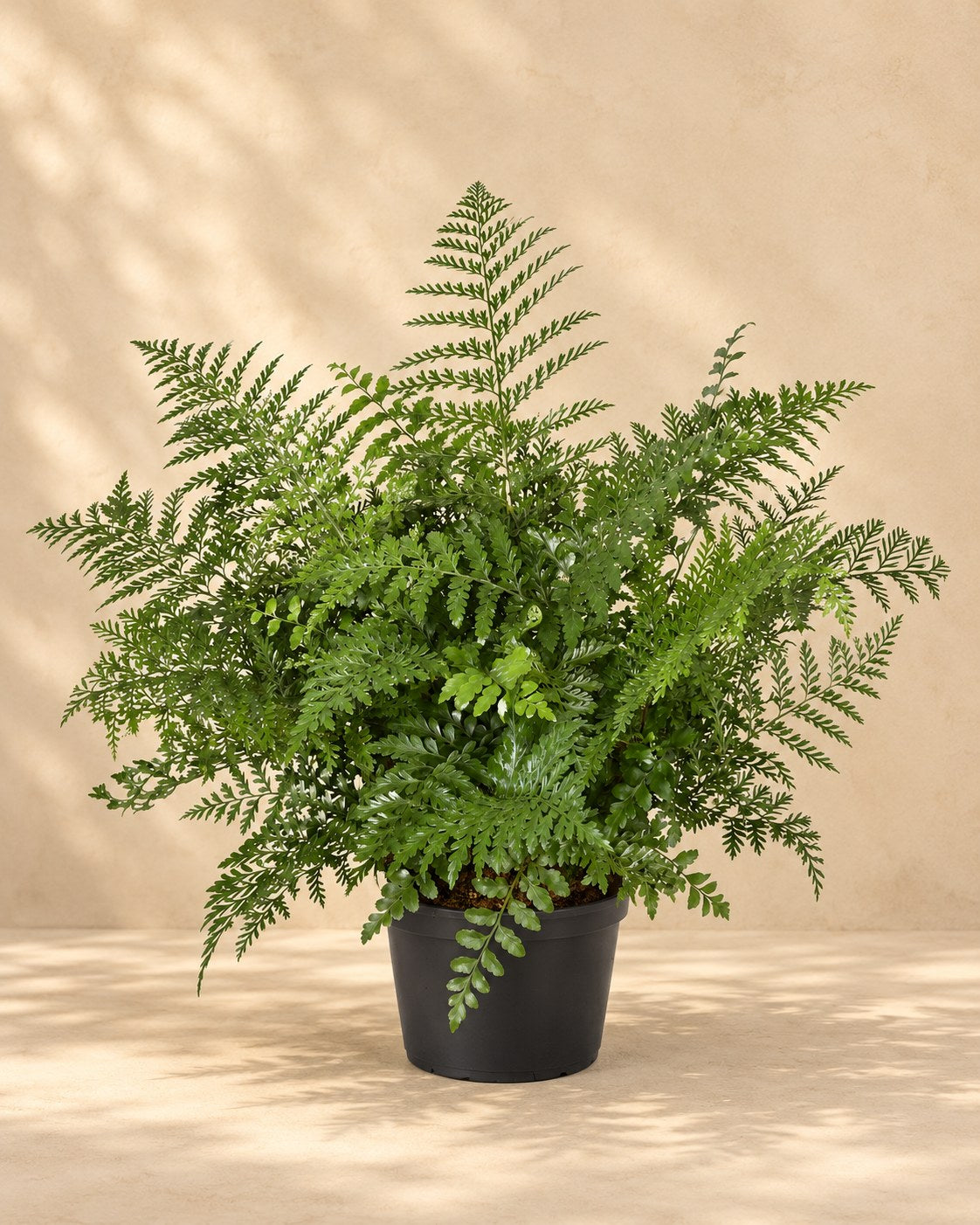 Vogelnestvaren (Asplenium 'Parvati')
